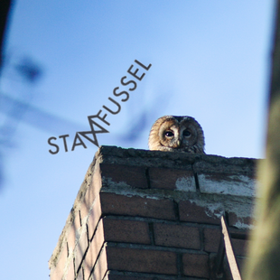 Stadtfussel /Magisches aus der Natur